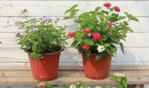 迪拜爆料网赌视频大全最新,揭秘网络赌博的黑暗面 第2张 迪拜爆料网赌视频大全最新,揭秘网络赌博的黑暗面 第2张