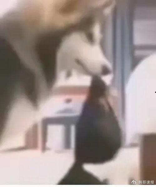 伍哥爆料曝光视频在线观看,揭秘热门视频幕后真相  第1张