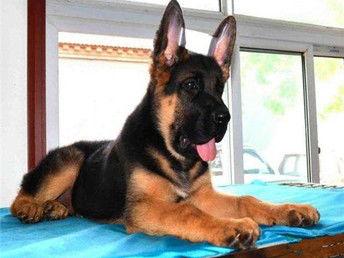 狼狗最新爆料视频大全下载,揭秘幕后真相，带你领略真实世界